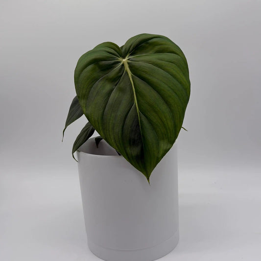 Philodendron McDowell Velvety Leaves Hybrid potted houseplant with dark green glossy leaves on Tampa Home & Garden Store