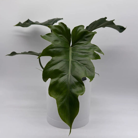 Philodendron Mayoi single potted plant with large glossy deep-green leaves on Tampa Home & Garden Store