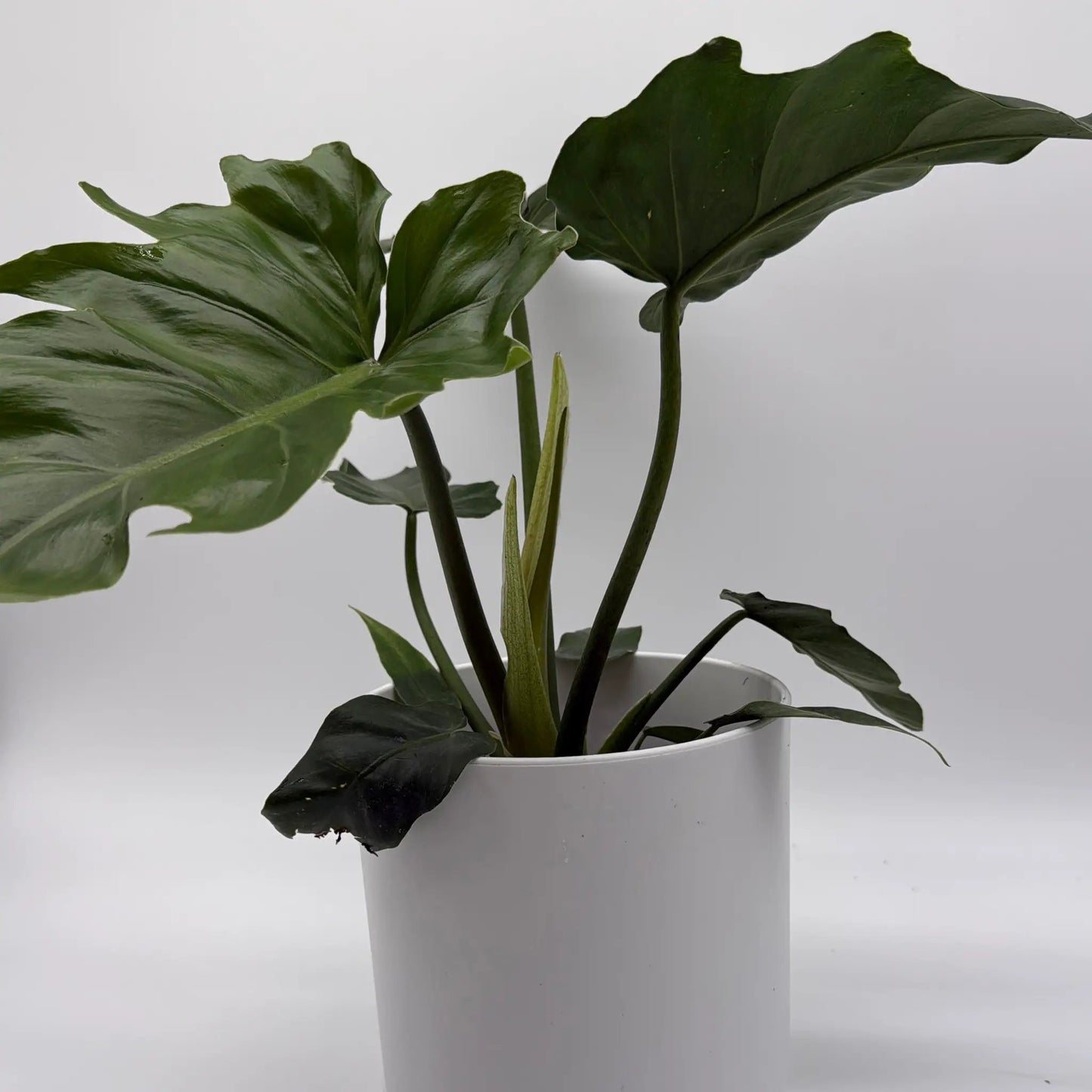 Philodendron Mayoi plant with glossy dark green leaves in a white pot, multiple stems RUNOPLANTS on Tampa Home & Garden Store