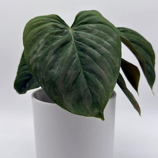 Philodendron Majestic Rare Hybrid Velvet Leaves dark green velvety foliage in white pot on Tampa Home & Garden Store