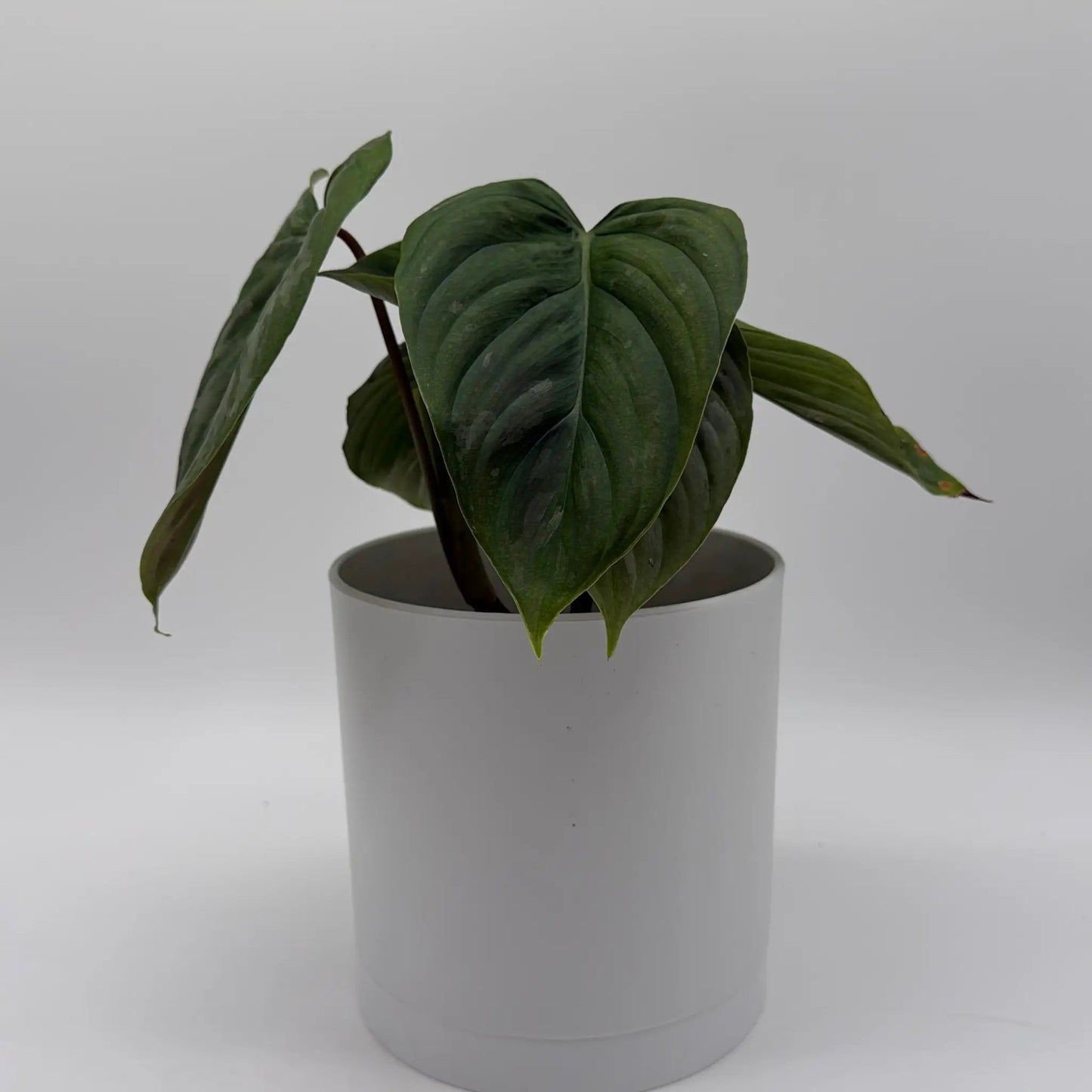 Philodendron Majestic - Tampa Home & Garden Store