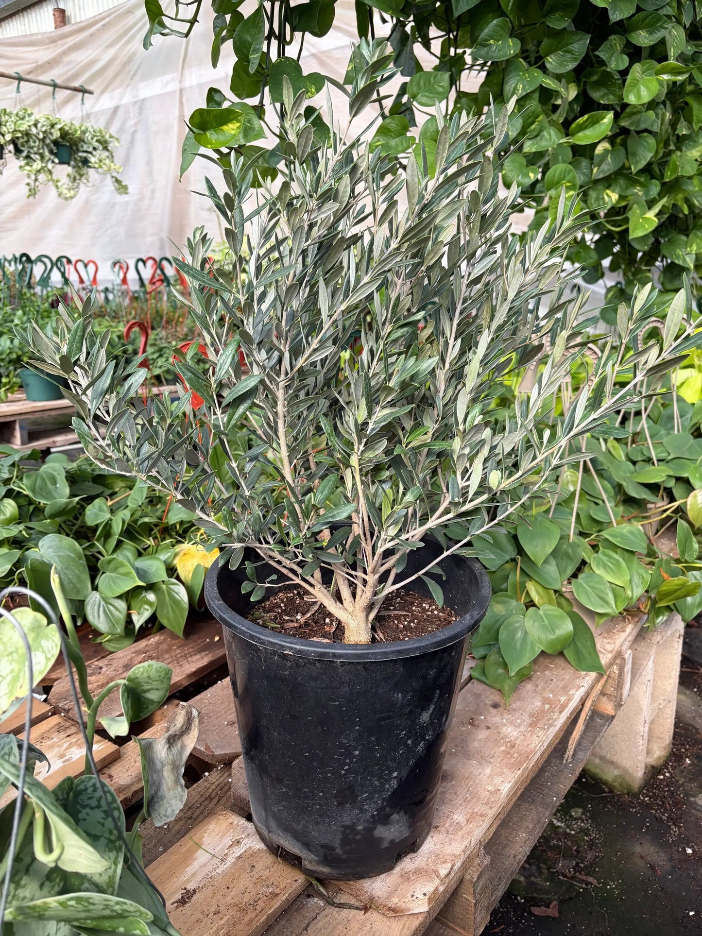 Common Olive Tree (Olea europaea) - Tampa Home & Garden Store