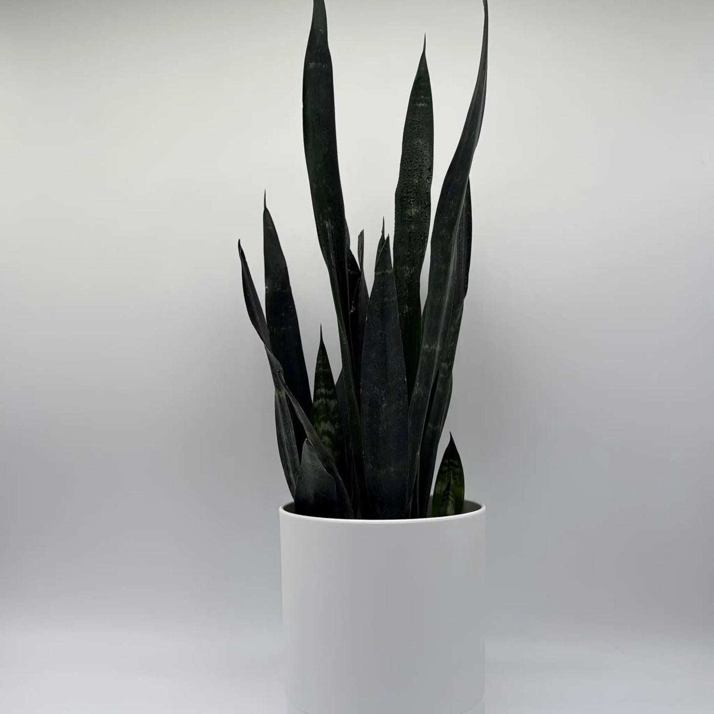 Sansevieria Zeylanica Dragon's Tooth - Tampa Home & Garden Store