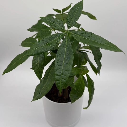 Money Tree plant with glossy green palmate leaves in a white pot on Tampa Home & Garden Store