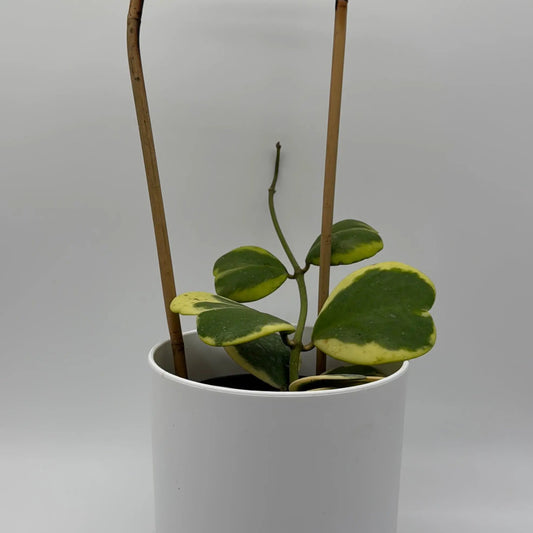 Variegated Hoya Kerrii heart plant with yellow-green leaves in white pot and bamboo stakes on Tampa Home & Garden Store