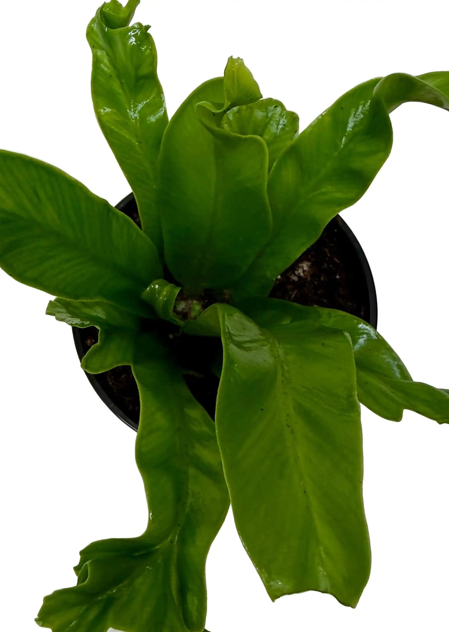Birds Nest Leslie Fern indoor plant with glossy, wavy fronds in a black pot on Tampa Home & Garden Store