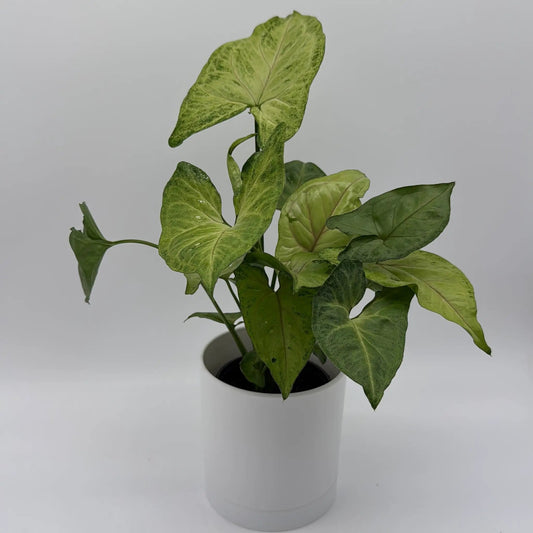Syngonium Pink Vein Plant variegated green leaves in white pot on Tampa Home & Garden Store