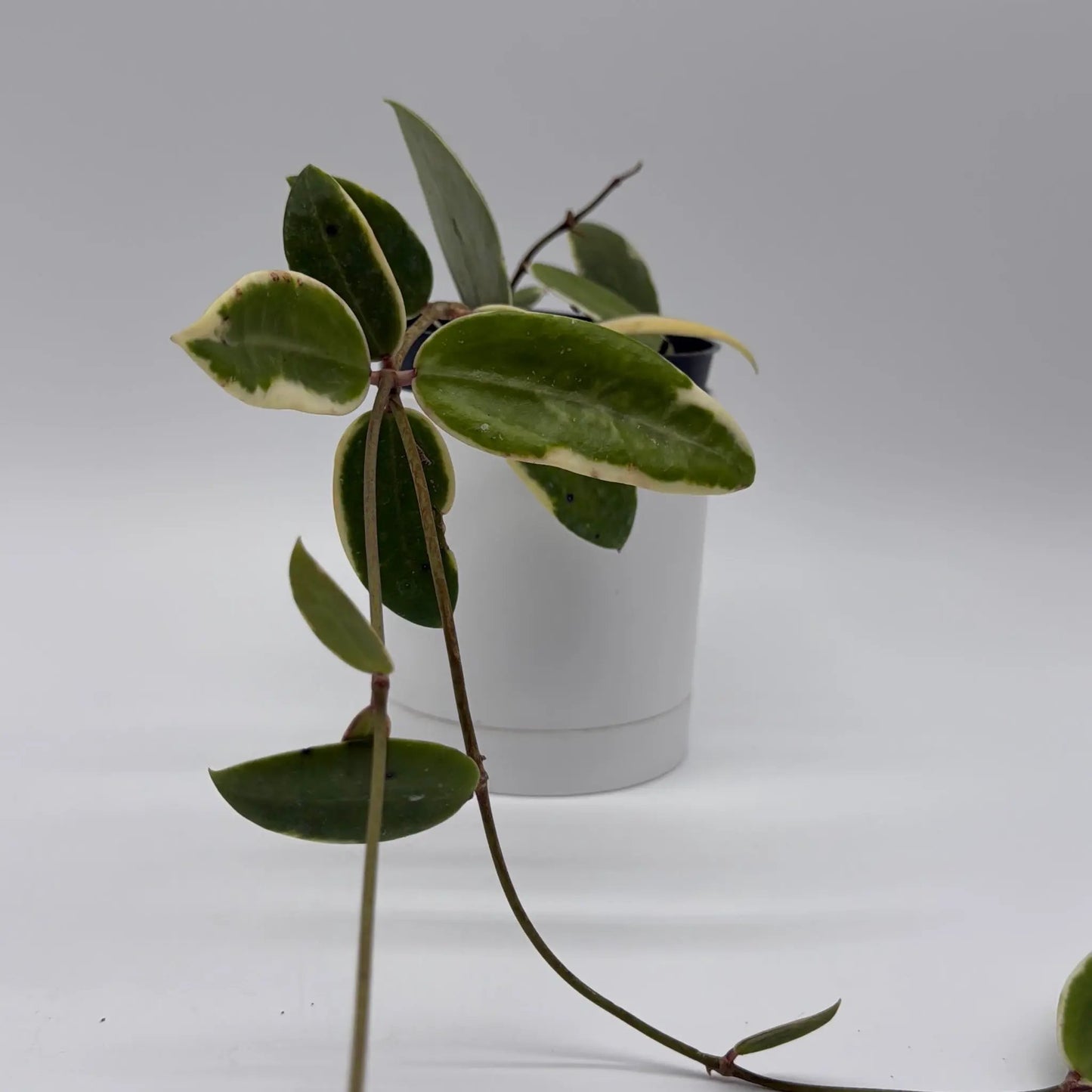 Variegated Hoya Acuta Albo-Marginata - Tampa Home & Garden Store