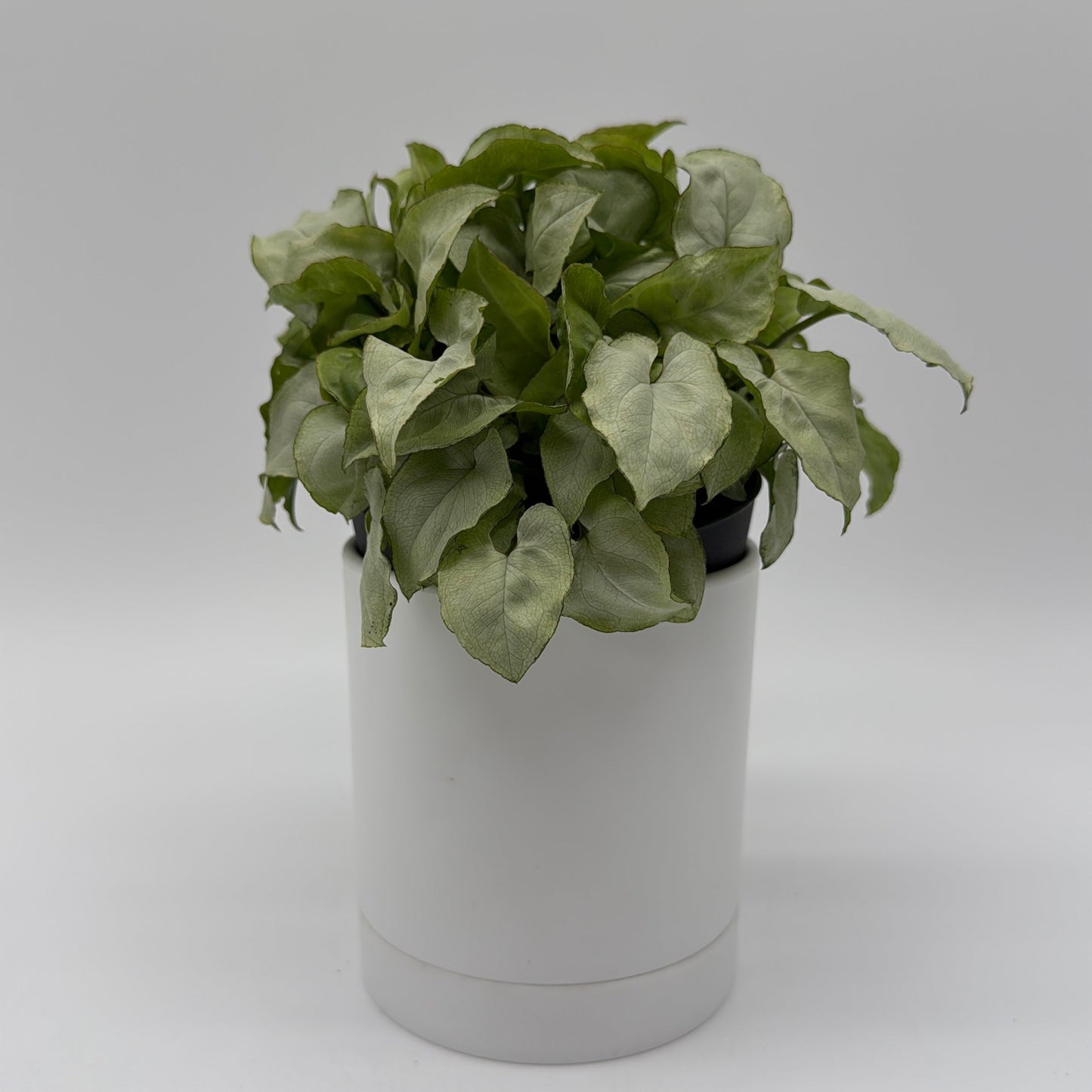 Syngonium Moonshine