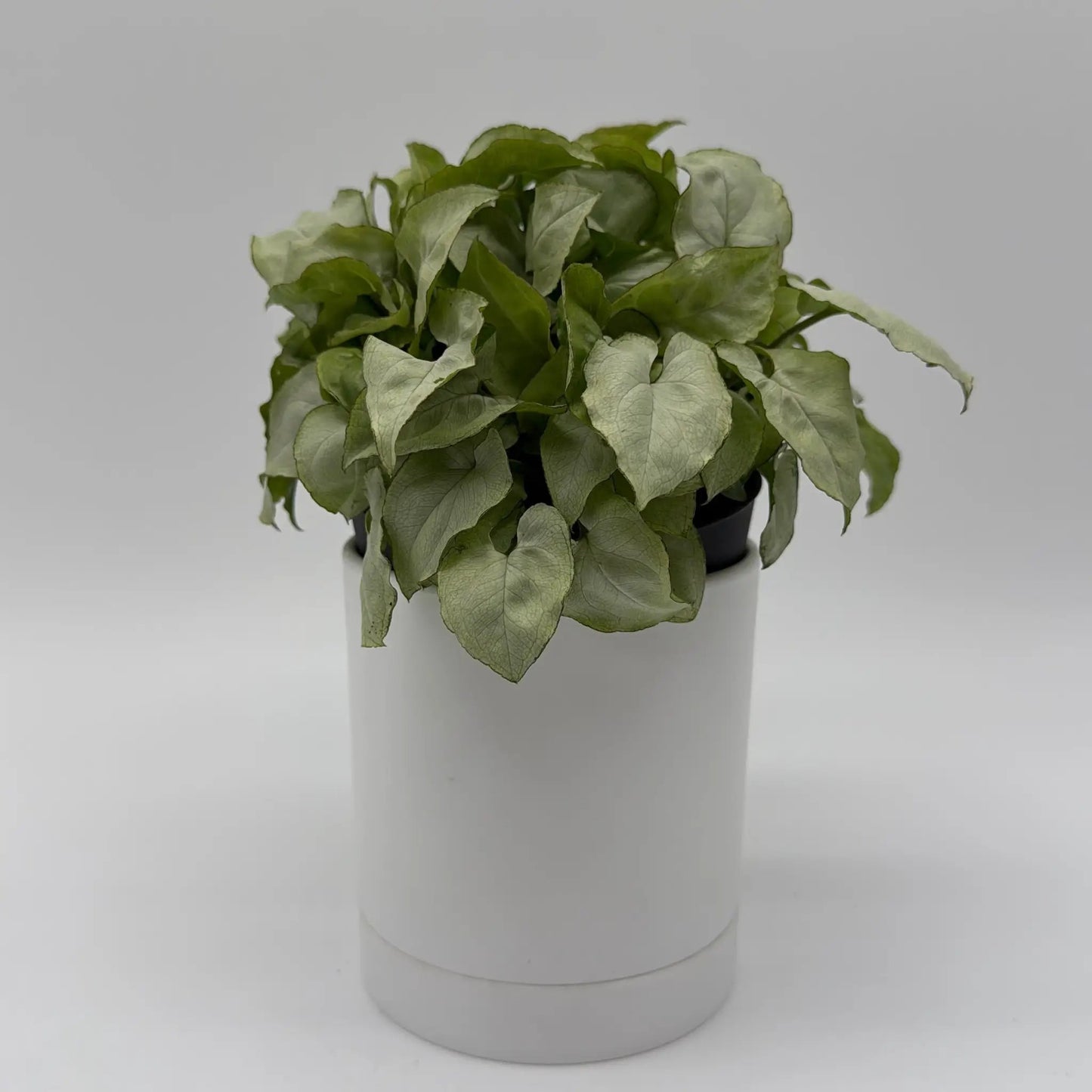 Syngonium Moonshine - Tampa Home & Garden Store
