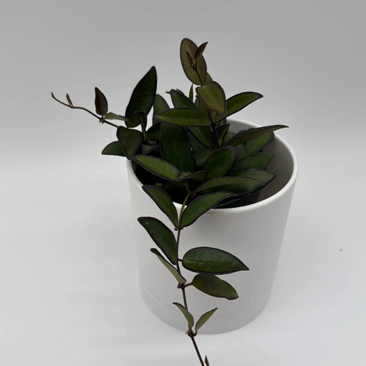 Hoya Rosita trailing plant with bronze leaves in white pot on Tampa Home & Garden Store