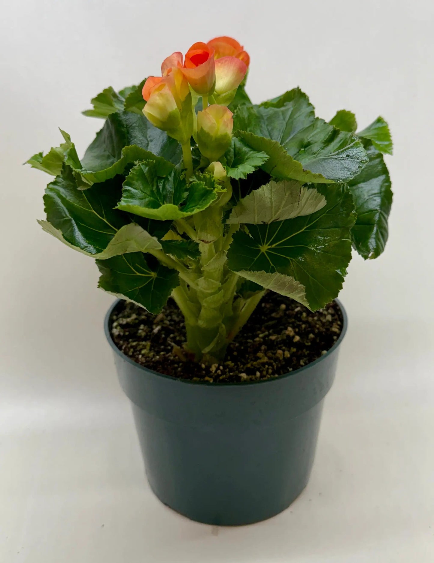 Begonia 'Reiger' - Tampa Home & Garden Store