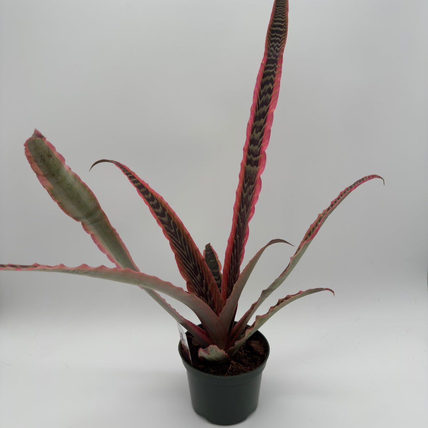 Cryptanthus Pink Earth Star plant with pink-edged, green striped leaves in a pot RUNOPLANTS on Tampa Home & Garden Store