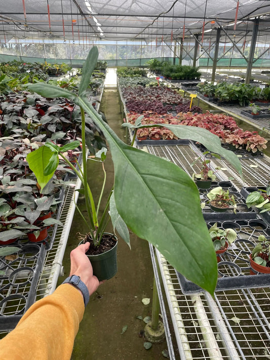 Philodendron Joepii rare tri-lobed indoor plant with green leaves in pot on Tampa Home & Garden Store