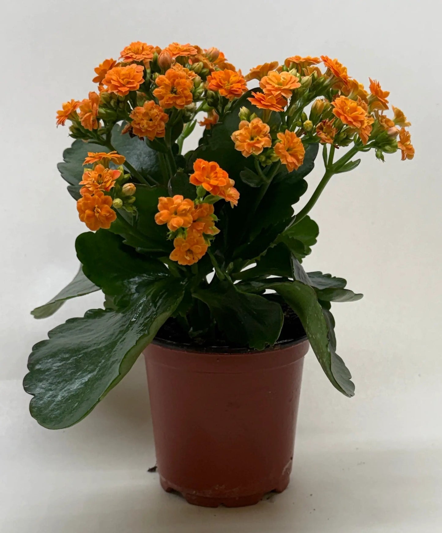 Kalanchoe 'Blossfeldiana' - Tampa Home & Garden Store