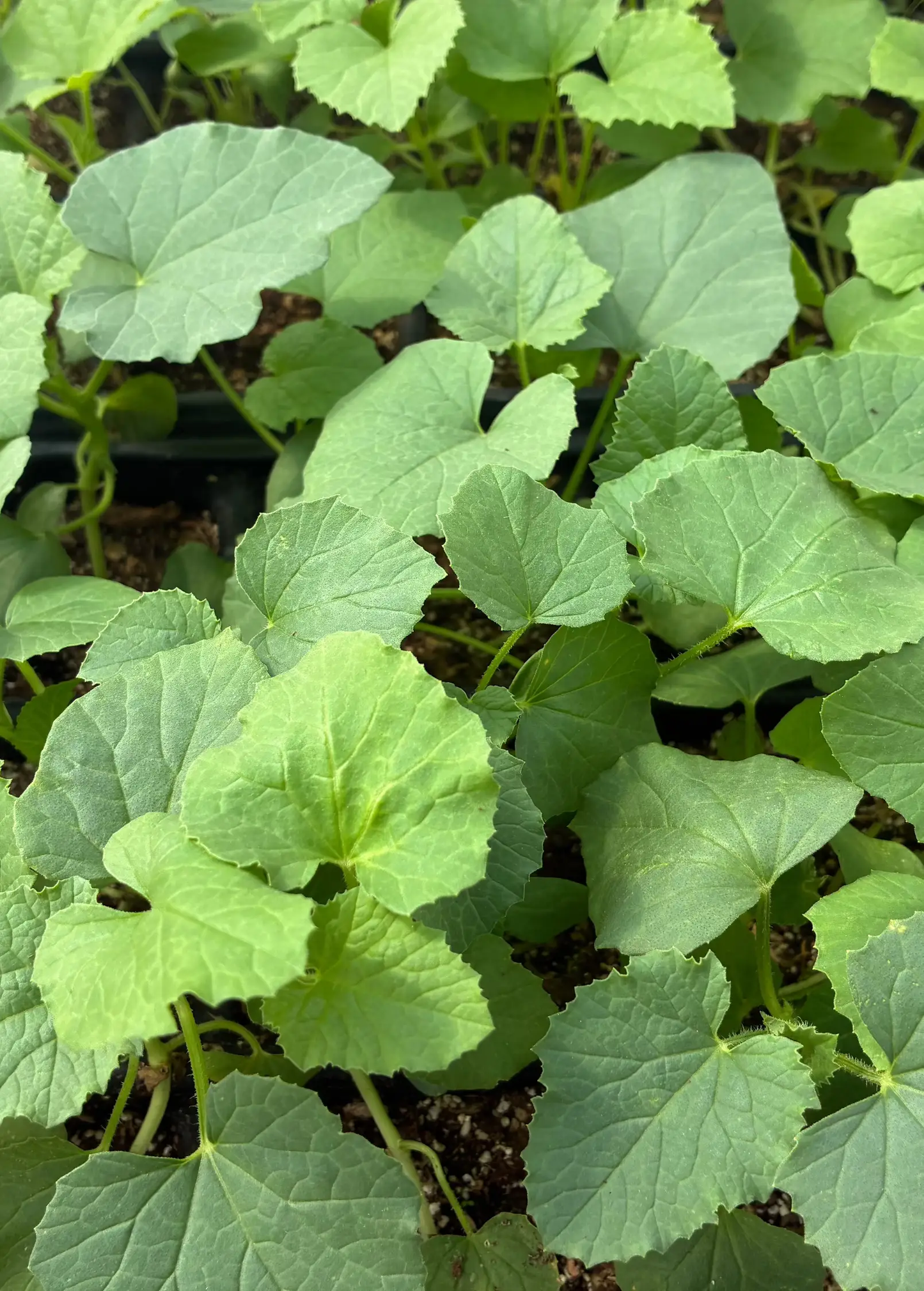 Dosakai (Cucumis melo var. chito) - Tampa Home & Garden Store