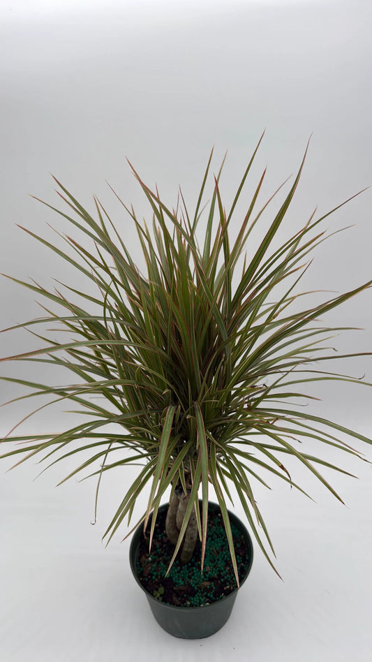 Dracaena Marginata bicolor indoor plant with green leaves edged in red in a pot on Tampa Home & Garden Store