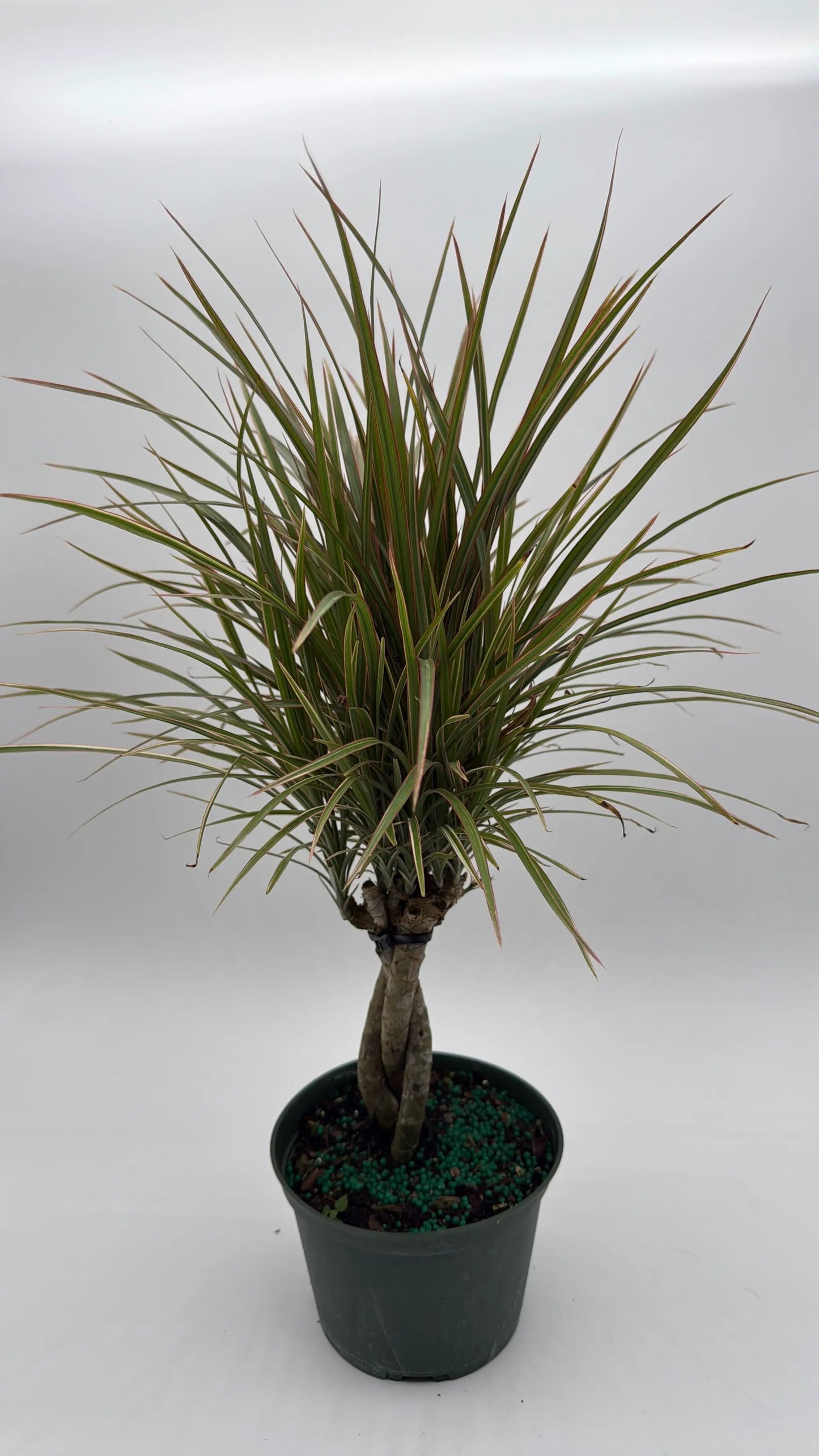 Bicolor Dracaena Marginata - Tampa Home & Garden Store