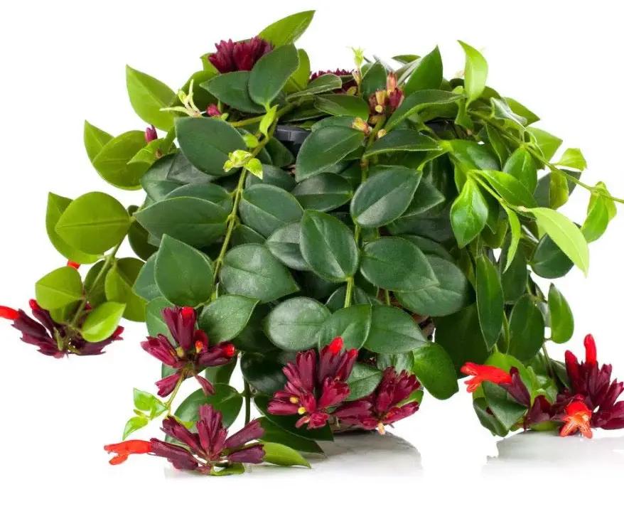 Aeschynanthus Lipstick Plant Mona Lisa Houseplant