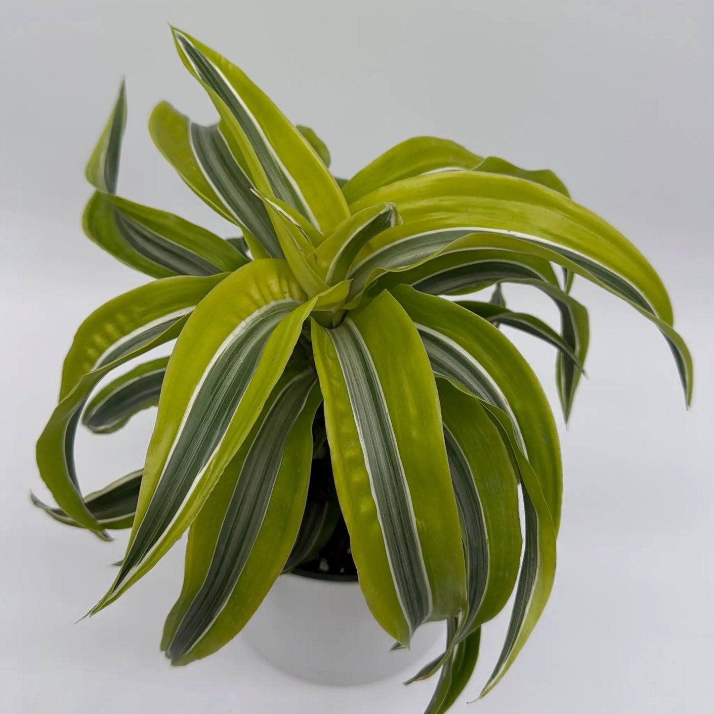 Dracaena 'Lemon Surprise' - Tampa Home & Garden Store