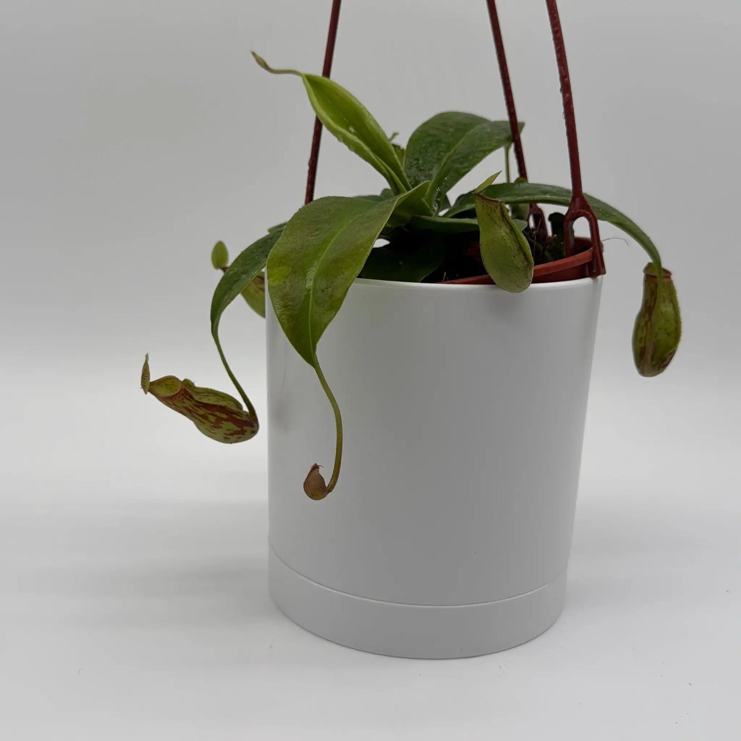 Nepenthes Gaya (Tropical Pitcher Plant) - Tampa Home & Garden Store