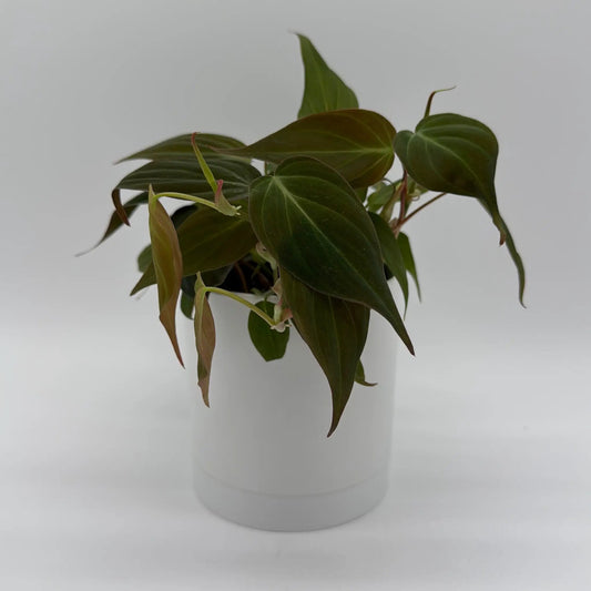 Philodendron Micans Velvet Heartleaf plant with velvety green leaves in a white pot on Tampa Home & Garden Store