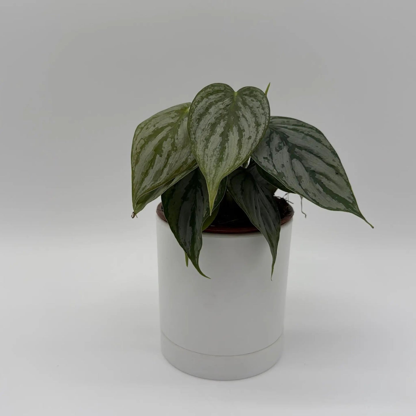 Philodendron Brandi plant with silver variegated leaves in a white pot RUNOPLANTS on Tampa Home & Garden Store