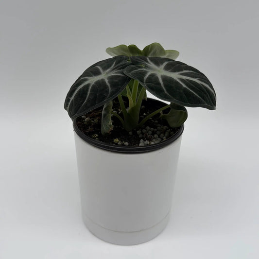 Alocasia Ninja plant with bold deep green foliage and prominent white veins in a white pot on Tampa Home & Garden Store