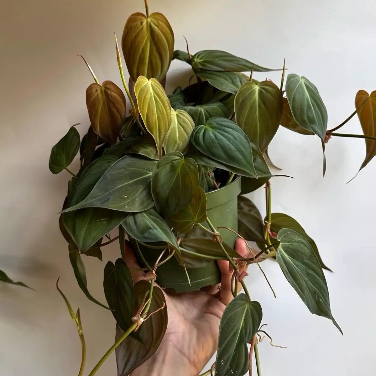 Philodendron Micans - Tampa Home & Garden Store