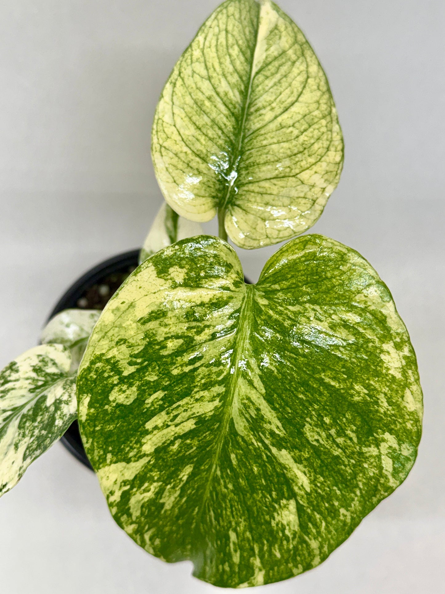 Monstera Mint indoor plant, variegated green leaves, Rooted Treasures Farms, potted houseplant on Tampa Home & Garden Store