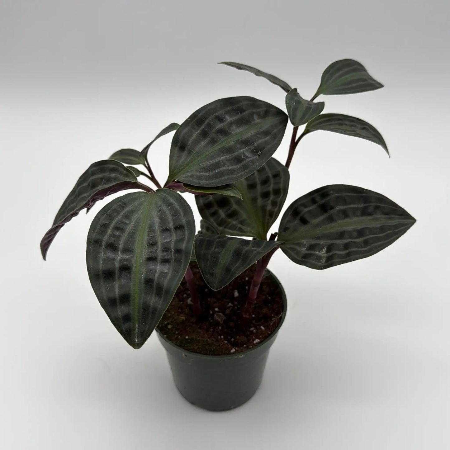 Geogenanthus poeppigii potted plant with dark green striped leaves and purple stems on Tampa Home & Garden Store