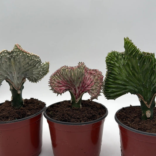 Mermaid Tail Cactus crest succulents in 3 plastic pots, green with pink edges on Tampa Home & Garden Store