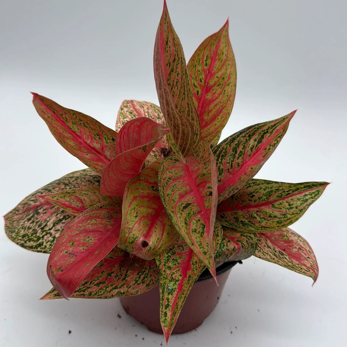 Aglaonema Pink Legacy plant with soft pink-green variegated leaves in a red pot on Tampa Home & Garden Store