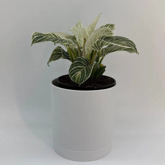 Philodendron Birkin plant with cream striped leaves in a white planter on Tampa Home & Garden Store