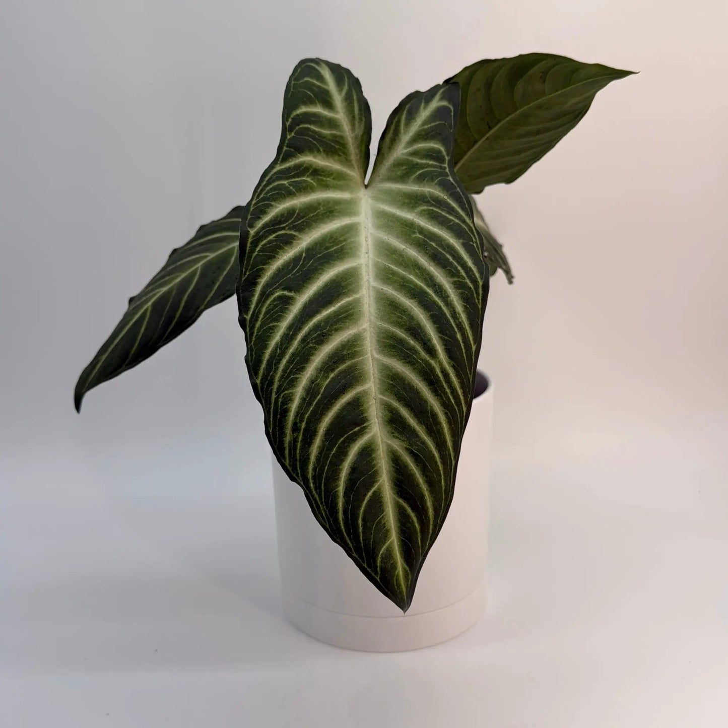 Xanthosoma Lindenii Magnificum elephant ear plant with green veined leaves in white pot on Tampa Home & Garden Store