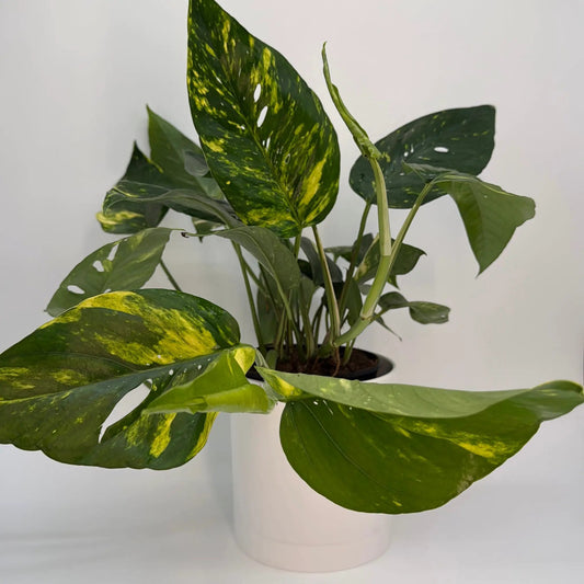 Epipremnum Pinnatum Yellow Flame plant with green and yellow variegated leaves in a pot on Tampa Home & Garden Store