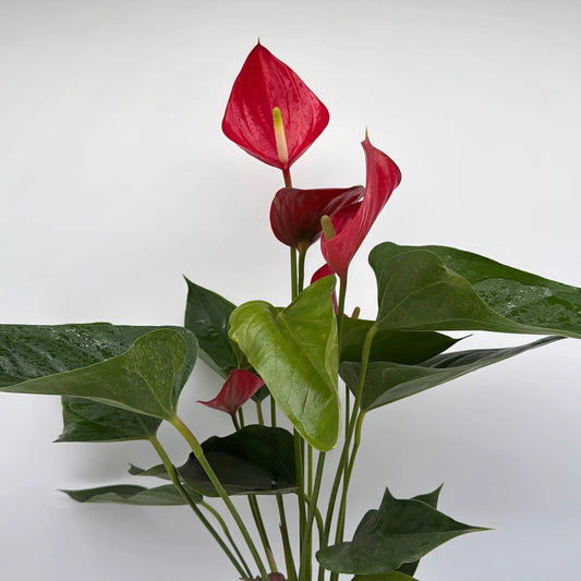 Anthurium Red Heart plant with glossy red spathes and green leaves on Tampa Home & Garden Store