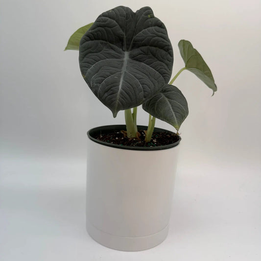 Alocasia Maharanii rare tropical house plant with large dark green velvety leaves in a white pot on Tampa Home & Garden Store