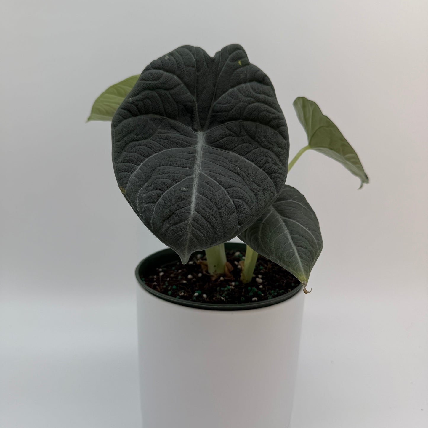 Alocasia Maharanii rare tropical houseplant with large dark textured leaves in a pot on Tampa Home & Garden Store