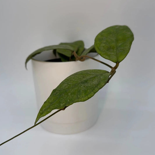Hoya finlaysonii Chicken Farm plant with trailing speckled green leaves in a white pot on Tampa Home & Garden Store