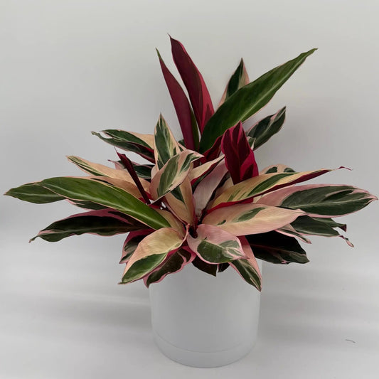 Calathea Stromanthe Triostar plant with pink, cream and green variegated leaves on Tampa Home & Garden Store