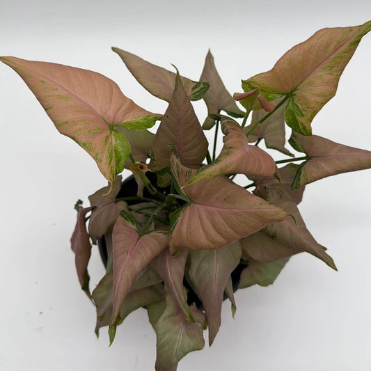 Syngonium Mickey indoor plant with pink-mauve leaves and green speckling on Tampa Home & Garden Store