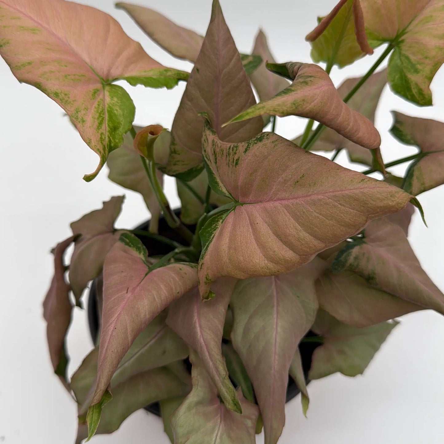Syngonium Mickey - Tampa Home & Garden Store