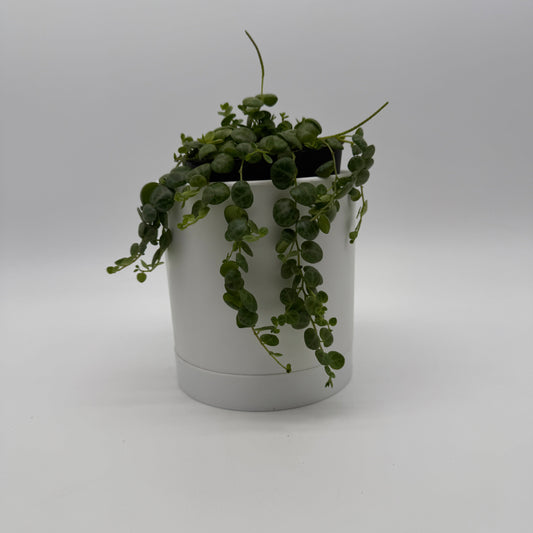 String of Turtles (Peperomia Prostrata)
