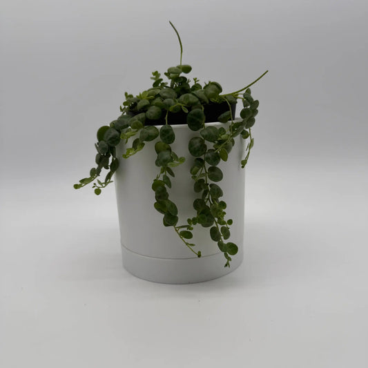 String of Turtles Peperomia Prostrata trailing green round leaves in a white pot on Tampa Home & Garden Store