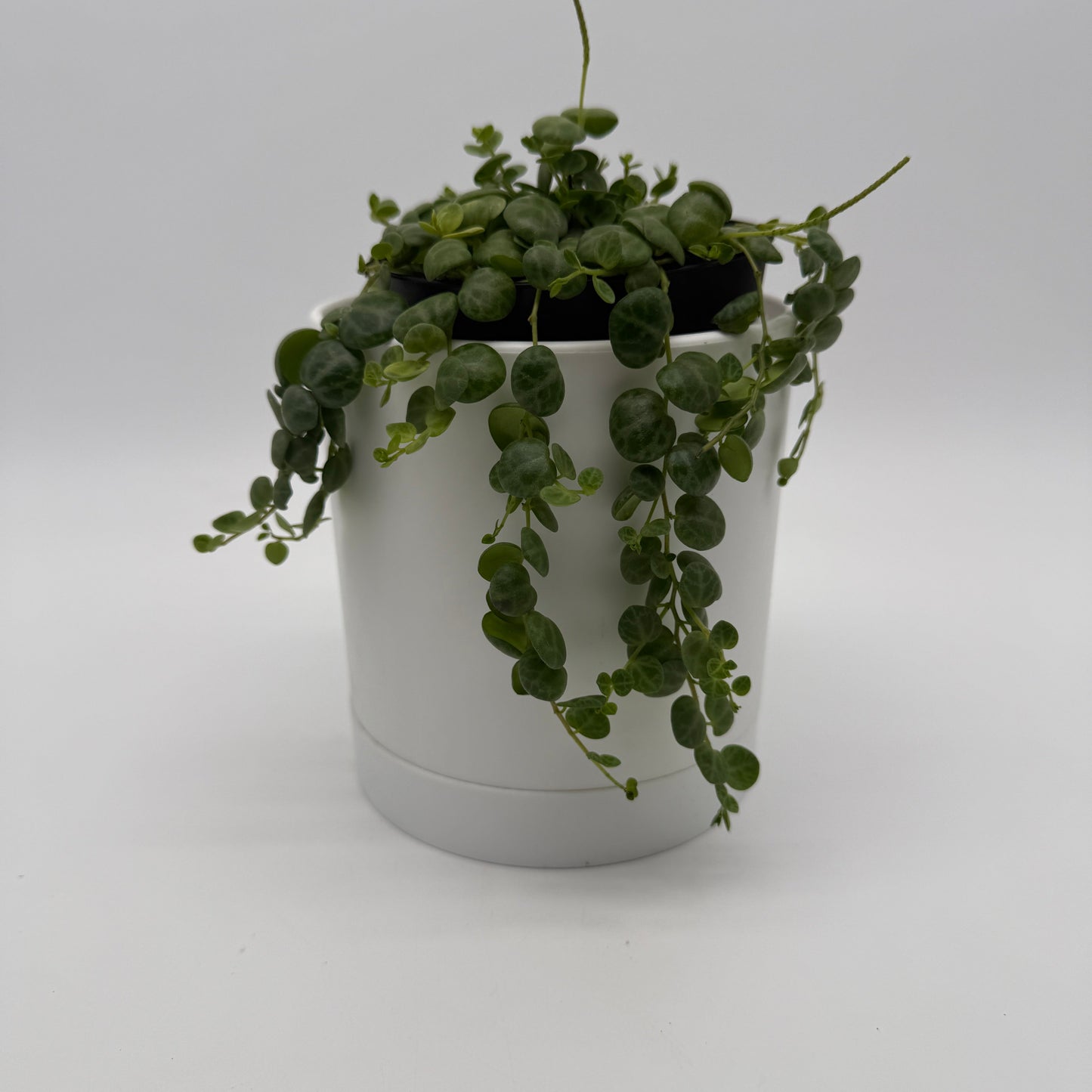 String of Turtles (Peperomia Prostrata)