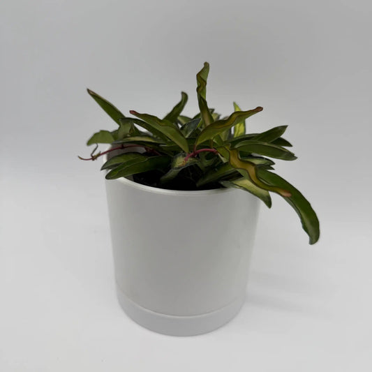 Hoya Wayetii Tricolor trailing plant with variegated green-yellow leaves in a white pot on Tampa Home & Garden Store