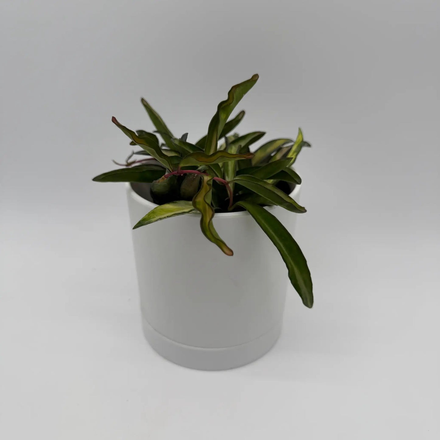 Tricolor Hoya Wayetii trailing plant with variegated green and yellow leaves in a white pot on Tampa Home & Garden Store