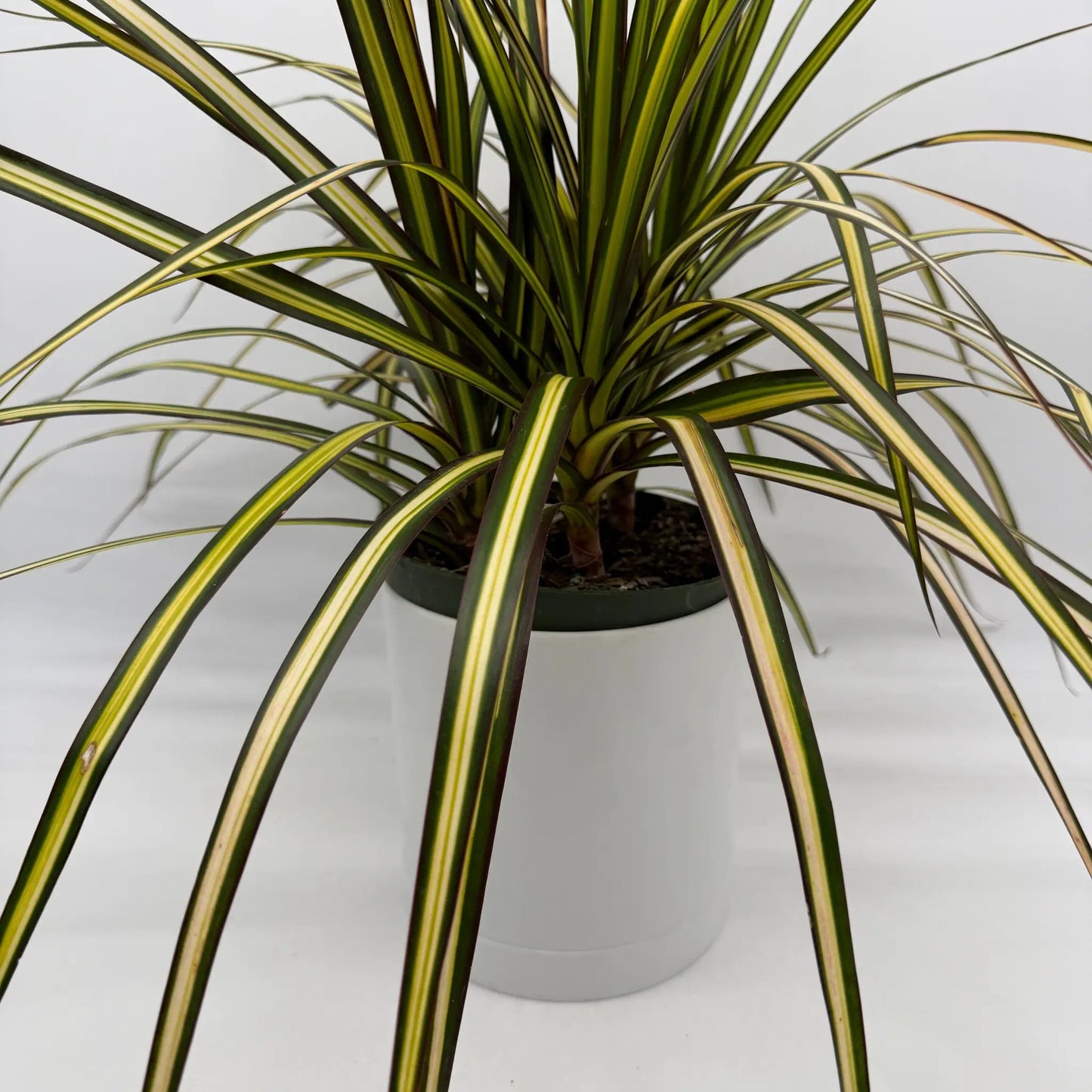 Dracaena Ray of Sunshine Plant Variegation leaves green and yellow in a RUNOPLANTS potted on Tampa Home & Garden Store