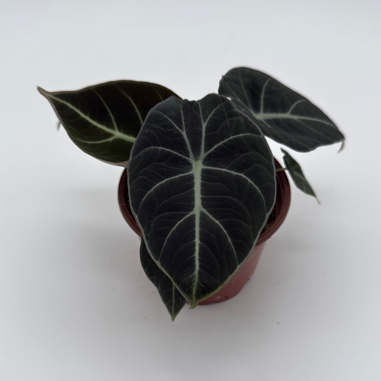 Alocasia Black Velvet